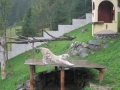 Fuchsjagd 2012