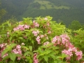 Sommerausfahrt 2010