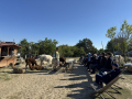 Alpaka-Ranch von Andreas Widhalm