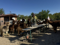 Alpaka-Ranch von Andreas Widhalm