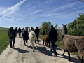 Alpaka-Ranch von Andreas Widhalm