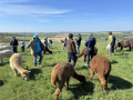 Alpaka-Ranch von Andreas Widhalm