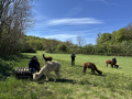Alpaka-Ranch von Andreas Widhalm