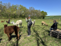 Alpaka-Ranch von Andreas Widhalm