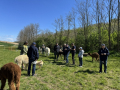 Alpaka-Ranch von Andreas Widhalm