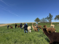 Alpaka-Ranch von Andreas Widhalm