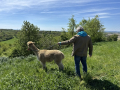 Alpaka-Ranch von Andreas Widhalm