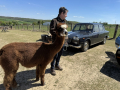 Alpaka-Ranch von Andreas Widhalm