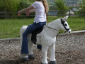 Trainingszentrum der Spanischen Hofreitschule