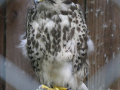 Habicht