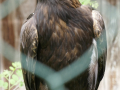 Steinadler