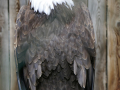 Weisskopfseeadler