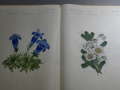 Skizzen von Rosa Hofecker