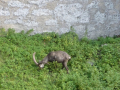Steinbock im Schlosspark Steyr