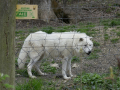 Wolfsforschungszentrum Ernstbrunn