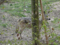 Wolfsforschungszentrum Ernstbrunn