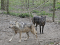 Wolfsforschungszentrum Ernstbrunn