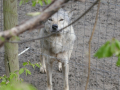 Wolfsforschungszentrum Ernstbrunn