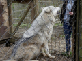 Wolfsforschungszentrum Ernstbrunn