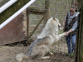 Wolfsforschungszentrum Ernstbrunn