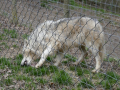 Wolfsforschungszentrum Ernstbrunn