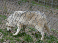 Wolfsforschungszentrum Ernstbrunn