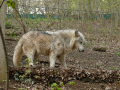 Wolfsforschungszentrum Ernstbrunn
