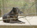 Wolfsforschungszentrum Ernstbrunn
