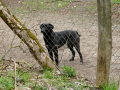 Wolfsforschungszentrum Ernstbrunn