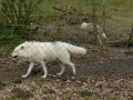 Wolfsforschungszentrum Ernstbrunn