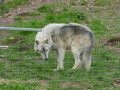Wolfsforschungszentrum Ernstbrunn