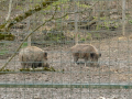 Wolfsforschungszentrum Ernstbrunn