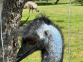 Ein Emu