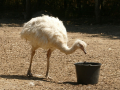Ein Nandu