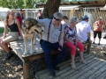Huskyfieber in Zillingdorf