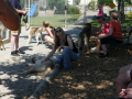 Huskyfieber in Zillingdorf