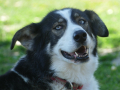 Huskyfieber in Zillingdorf