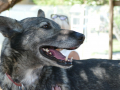 Huskyfieber in Zillingdorf