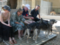 Huskyfieber in Zillingdorf