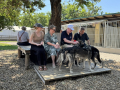 Huskyfieber in Zillingdorf