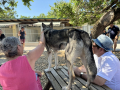 Huskyfieber in Zillingdorf