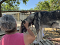 Huskyfieber in Zillingdorf