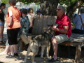 Huskyfieber in Zillingdorf