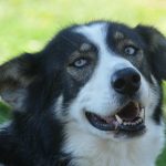 Huskyfieber in Zillingdorf