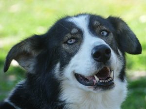 Huskyfieber in Zillingdorf